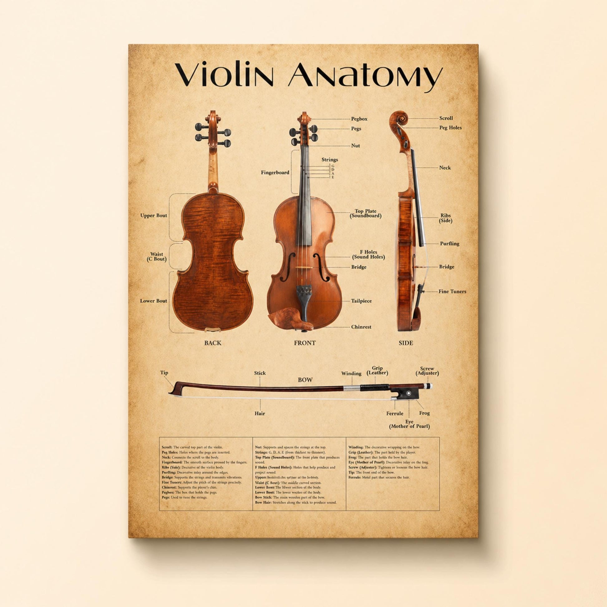 Violin anatomy learning chart printable with precise labeling and structured design, suitable for beginners and advanced students studying string instruments