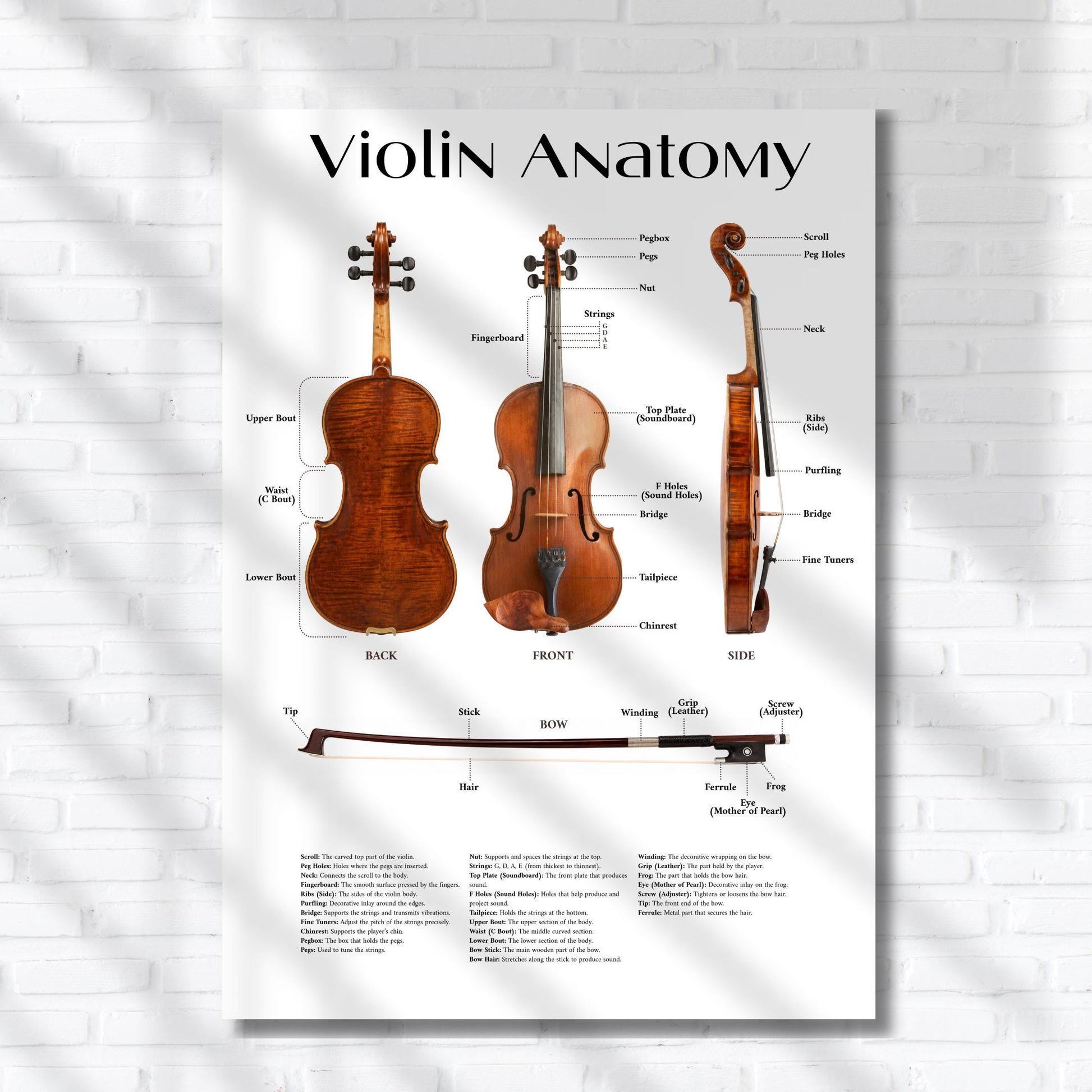 Music classroom violin anatomy poster printable featuring clear educational layout and decorative version for flexible use in lessons and wall display